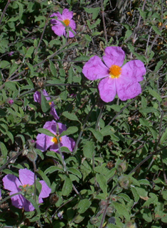 Pink Rock-roses