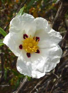 Gum Rock-rose