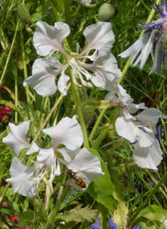 Elegant Clarkia