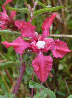 Elegant Clarkia