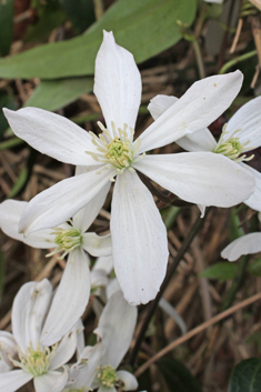 Armand's Clematis