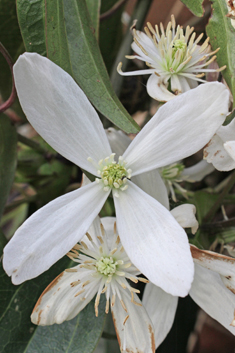 Armand's Clematis