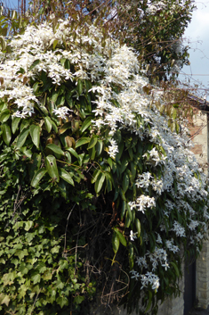 Armand's Clematis