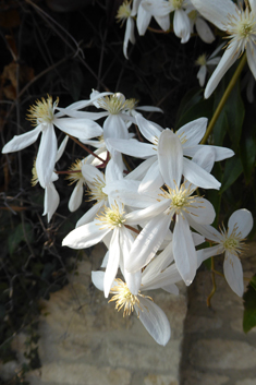 Armand's Clematis