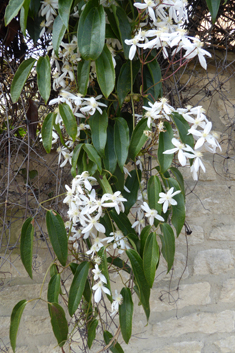 Armand's Clematis