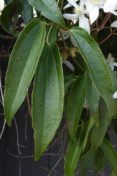 Armand's Clematis