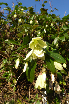 Early Virgin's-bower