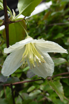 Early Virgin's-bower