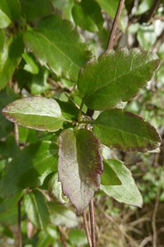 Early Virgin's-bower