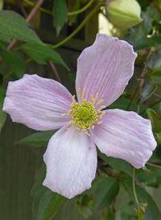 Himalayan Clematis