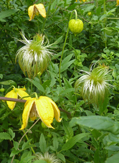 Orange-peel Clematis