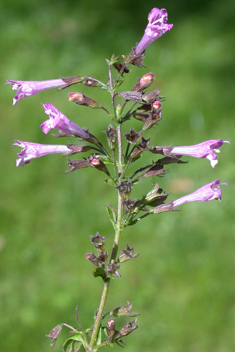 Greater Calamint