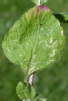 Greater Calamint