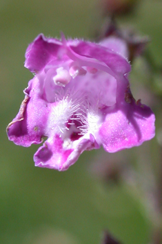 Greater Calamint