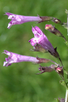 Greater Calamint