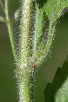 Greater Calamint