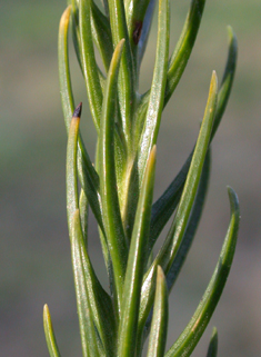 Japanese Red-cedar