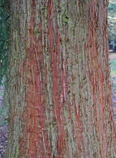 Japanese Red-cedar
