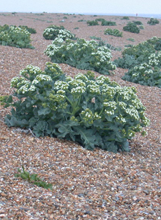 Common Sea Kale