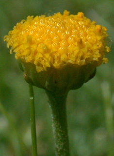 Small Yellow Flower Buttons