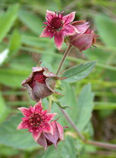 Marsh Cinquefoil