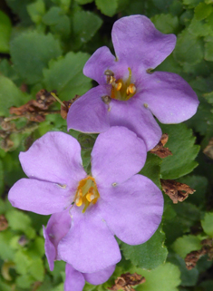 Bacopa