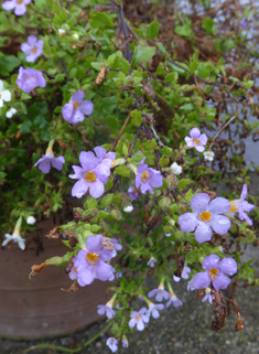 Bacopa