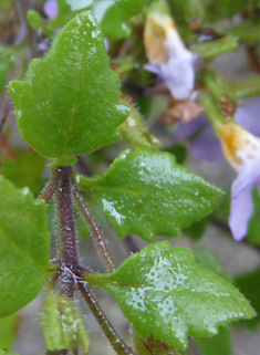 Bacopa