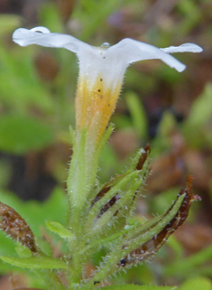 Bacopa