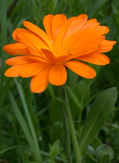 Common Marigold