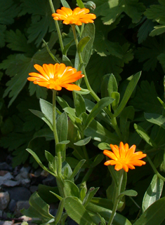 Common Marigold