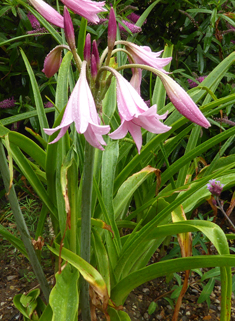 Powell's Cape-lily