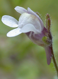 Small Toadflax