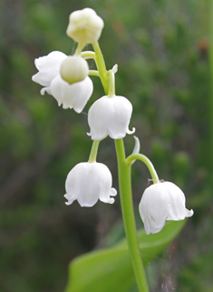 European Lily-of-the-valley