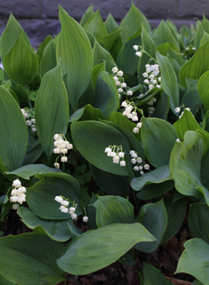 European Lily-of-the-valley
