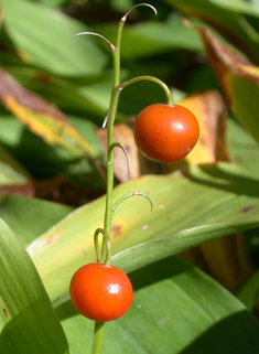 European Lily-of-the-valley