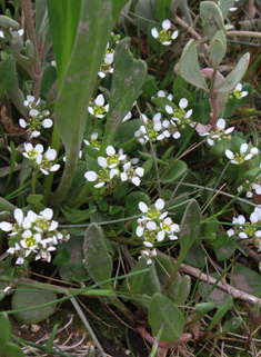 Common Scurvygrass