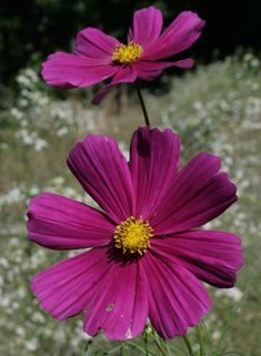 Mexican Cosmos