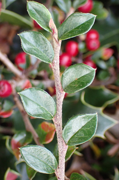 Ascending Cotoneaster