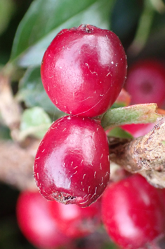 Ascending Cotoneaster