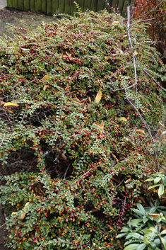 Ascending Cotoneaster