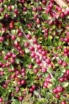 Ascending Cotoneaster