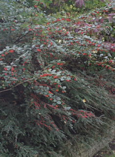 Hollyberry Cotoneaster