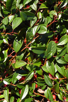 Bearberry Cotoneaster