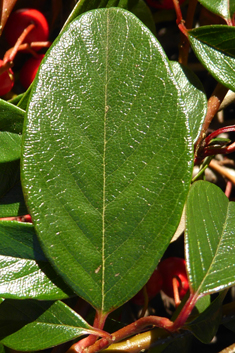 Bearberry Cotoneaster