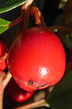 Bearberry Cotoneaster