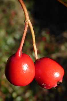 Bearberry Cotoneaster