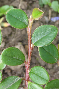 Bearberry Cotoneaster