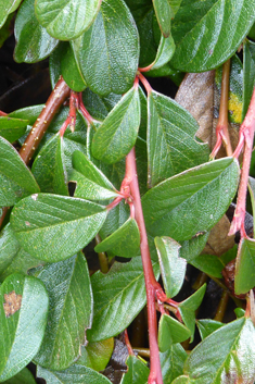 Bearberry Cotoneaster