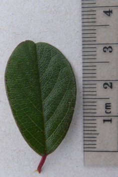 Bearberry Cotoneaster